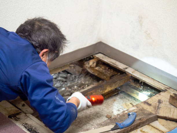 Casper, WY Mold Remediation Company