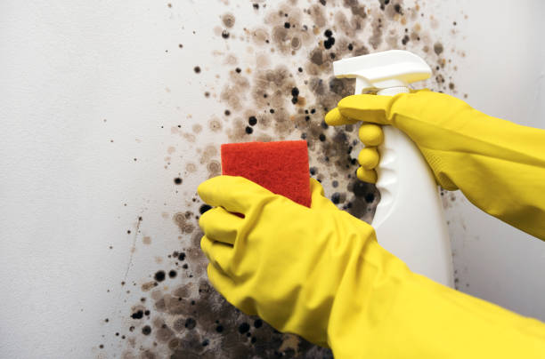Best Bathroom Mold Remediation in Casper, WY