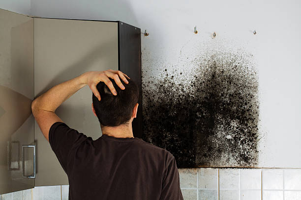 Best DIY Mold Remediation Support Services in Casper, WY