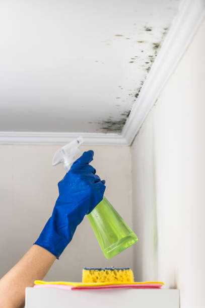 Best Post-Flood Mold Remediation in Casper, WY